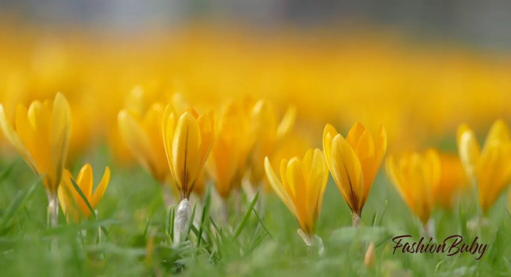 When-Is-the-Best-Time-to-Visit-Yellow-Spring-Road